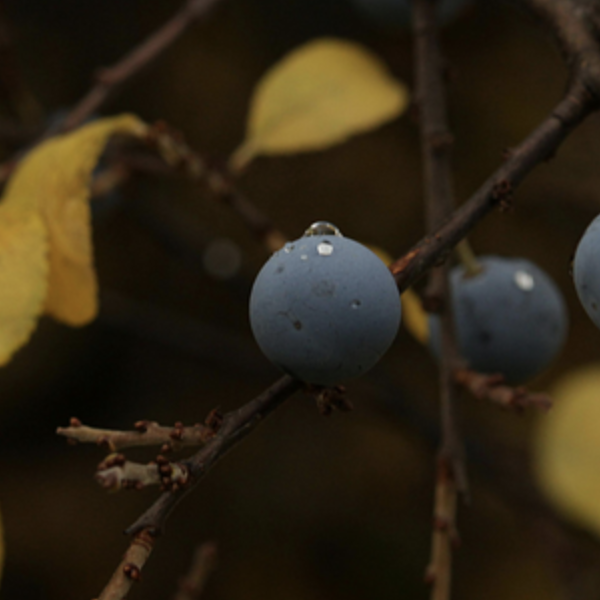 Thumbnail blueberrybush2