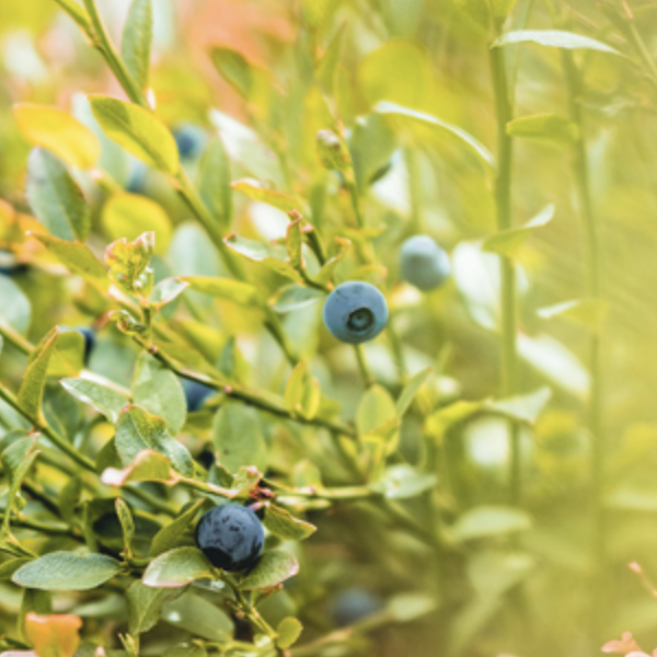 Thumbnail blueberrybush4