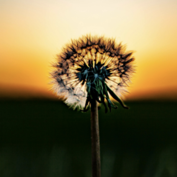 Thumbnail dandelion1