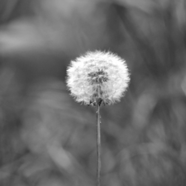 Thumbnail dandelion3